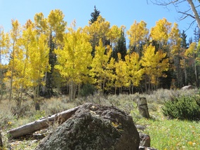 Autumnal Aspens
