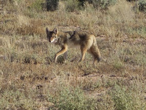 Coyote