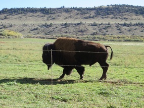 Where the buffalo roam ...