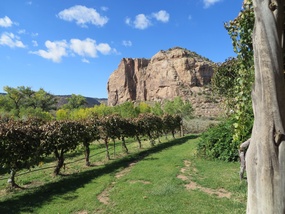 Sutcliffe Vineyards