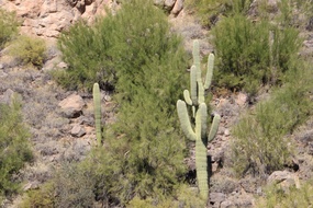 Saguaro Cacti