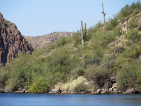 Saguaro Cacti