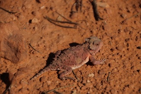 Horned Lizard