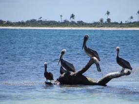 And perching pelicans ...