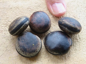 Sea Bean Collection + thumb!