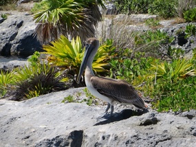 Snacking Pelican