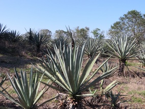Henequen Plants