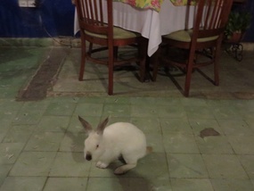 Coco