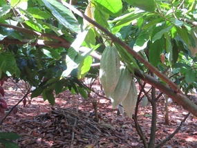 Cocoa Fruits at Plantacion Tikul