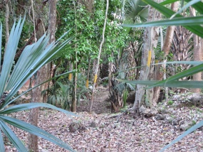 Jungle ...