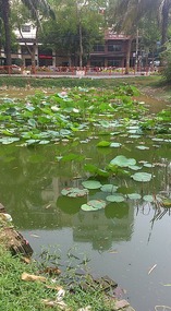 Turtle lake, the greenest lake in Vietnam