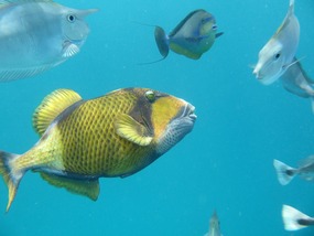 Titan triggerfish: kan agressief worden...