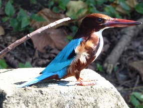 Prachtige ijsvogel!