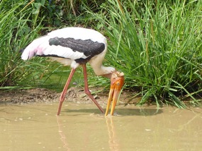 Deze soort wordt de painted stork genoemd