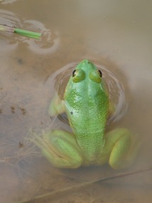 Groene gifkikker
