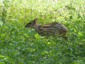 Mouse deer of dwerghert