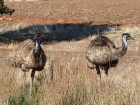 Wilde emu's zien we dit jaar ongelooflijk veel