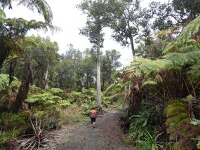 Varens en andere kamerplanten (Honualula Forest)