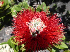 90% van de native plants komt alleen hier voor!