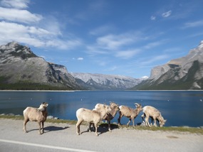 Big Horn Sheep bij Lake Minnewanka