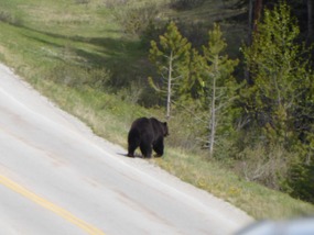 We zien beren op de weg! (Bow Valley Parkway)