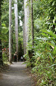 Kauri tree walk