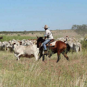 Nick mustering at Donors Hills