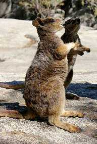 Rock Wallabies