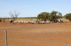 Weaner Muster