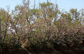 Cockatoos at Boulia