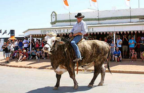 All bull in Birdsville