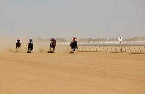 The other 4 horses are there...somewhere!