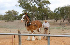Horses