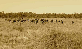 Bush Chooks