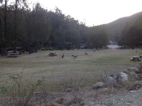 The neighbours