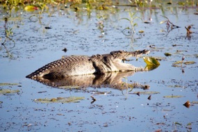 Who needs a dentist, except when it's lunchtime!