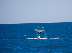 Baby Humpback showing off