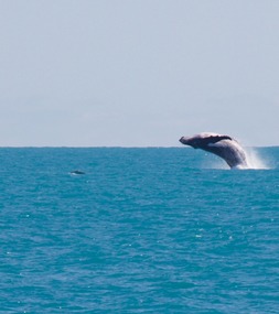 Breaching
