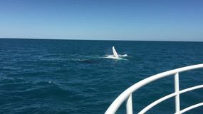 Humpback Entertainment