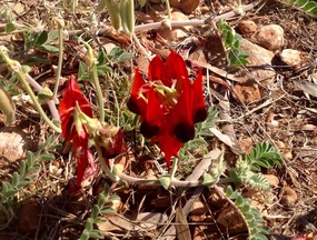 Sturt Desert Pea, common variety with black center