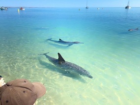 Dolphins of Monkey Mia
