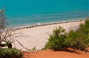 Shark Bay, Shags