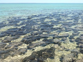 Stromatolites of Hamelin Bay