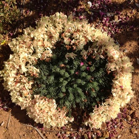 Wreath Wildflowers - yes they are natural!