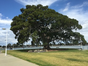 Mandurahs prize Moreton Bay Fig