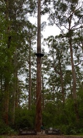 Bicentennial Tree