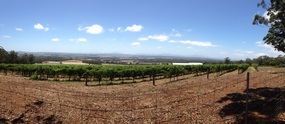 Dukes Vineyard