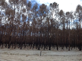 Results of Recent Bushfires