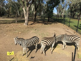 Dubbo Plains Zoo