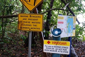 Jelly fish antidote along beaches